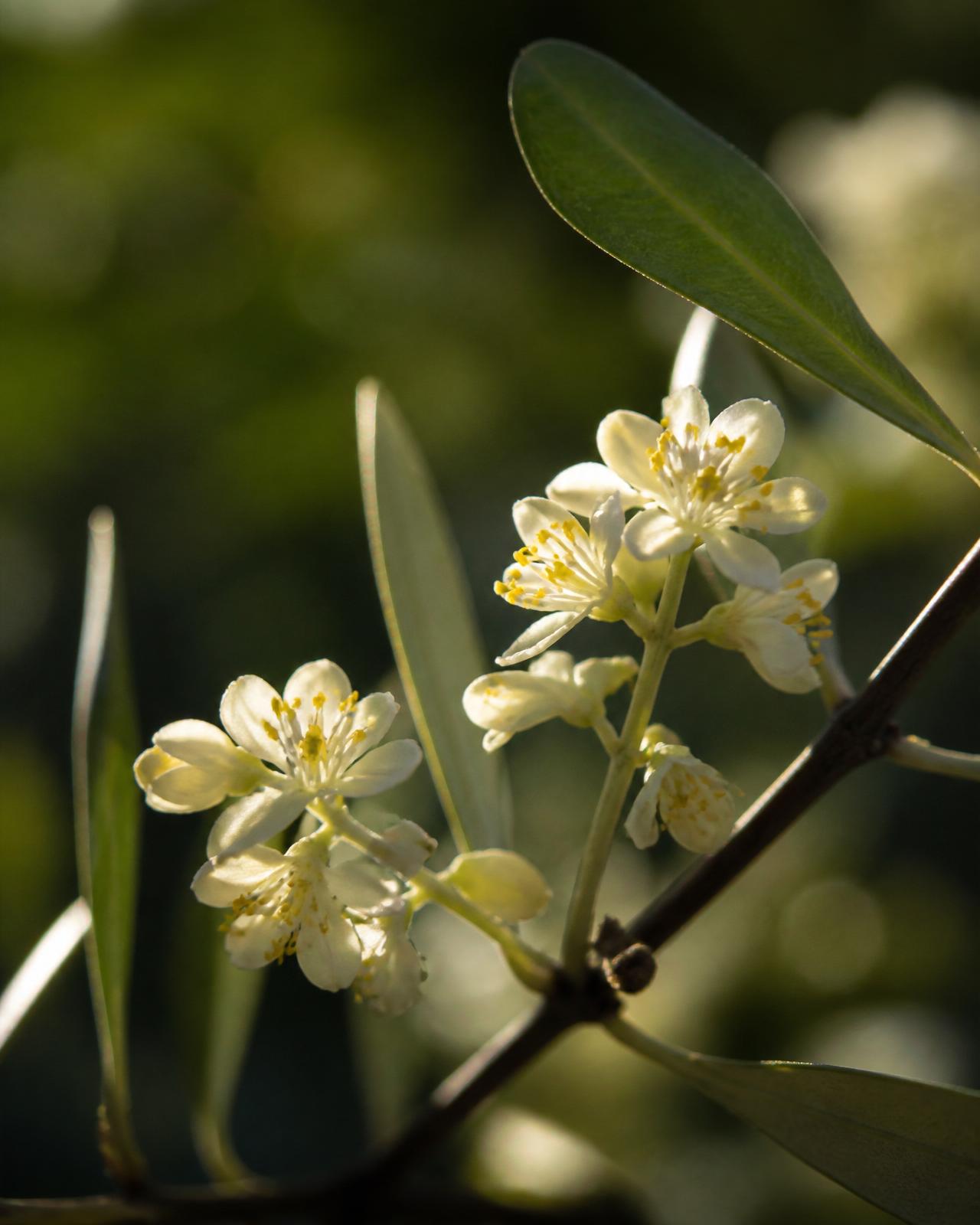 Ten thousand flowers, a hundred olives